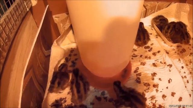 Перепелиная Охота смотреть онлайн