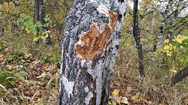 Бобры. Поиск места охоты. смотреть онлайн