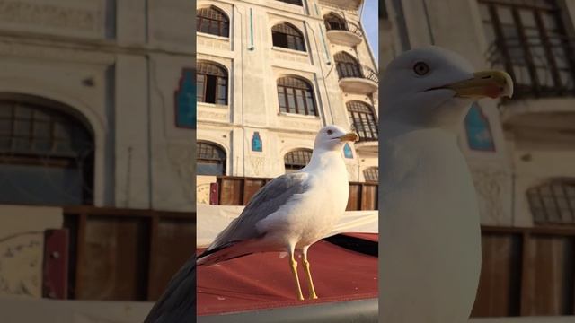 Istanbul Galata port смотреть онлайн