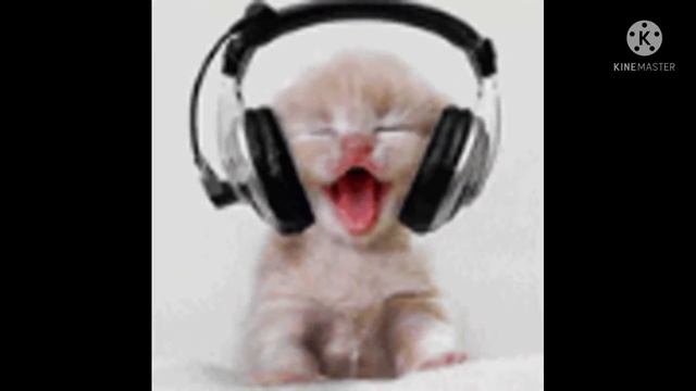 милые кошки танцуют cute cats dancing 1chats dansants قطط ترقص смотреть онлайн
