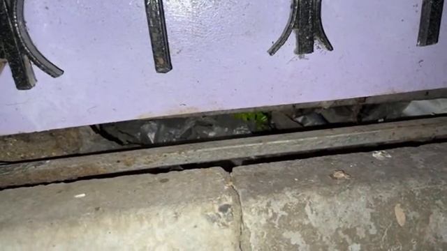 Добрый вечер из Приюта смотреть онлайн