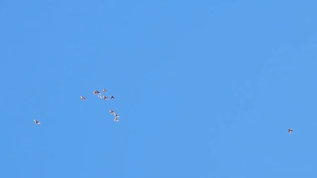 Мои голуби- вечер смотреть онлайн