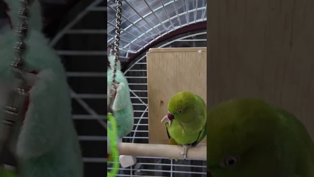 Попугай Кеша. смотреть онлайн