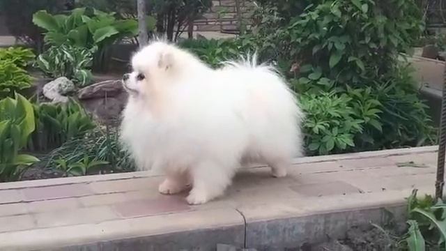 Померанский шпиц, Волгоград. Вираж Джельсомино смотреть онлайн