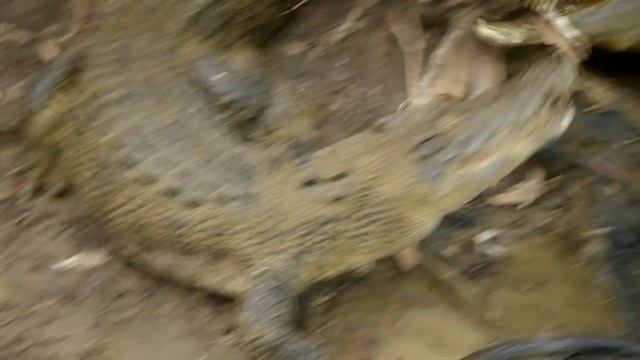 Australia's Unlikely Killers That Might Actually Save Humans | Apex Predators Platypus Documentary смотреть онлайн