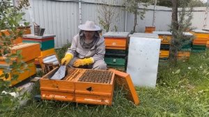 УНИКАЛЬНЫЙ УЛЕЙ ДЛЯ КАЖДОГО , практика