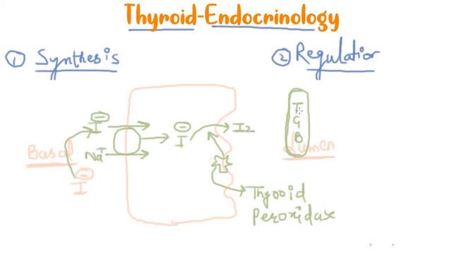 Thyroid Hormones Synthesis And Release Part 1