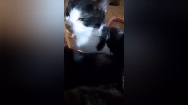 Ура ! Афоничка не заболел ! ❤️