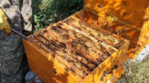 уникальный многокорпусной улей для тех кто не видит или просто хороший улей.