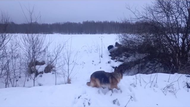 питомник Дик Найт Эль'Тайм https://vk.com/club221411316 смотреть онлайн