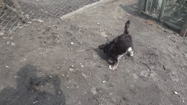 Пуховая девочка. Д.р. 30.12.2017. В качестве домашнего любимца.