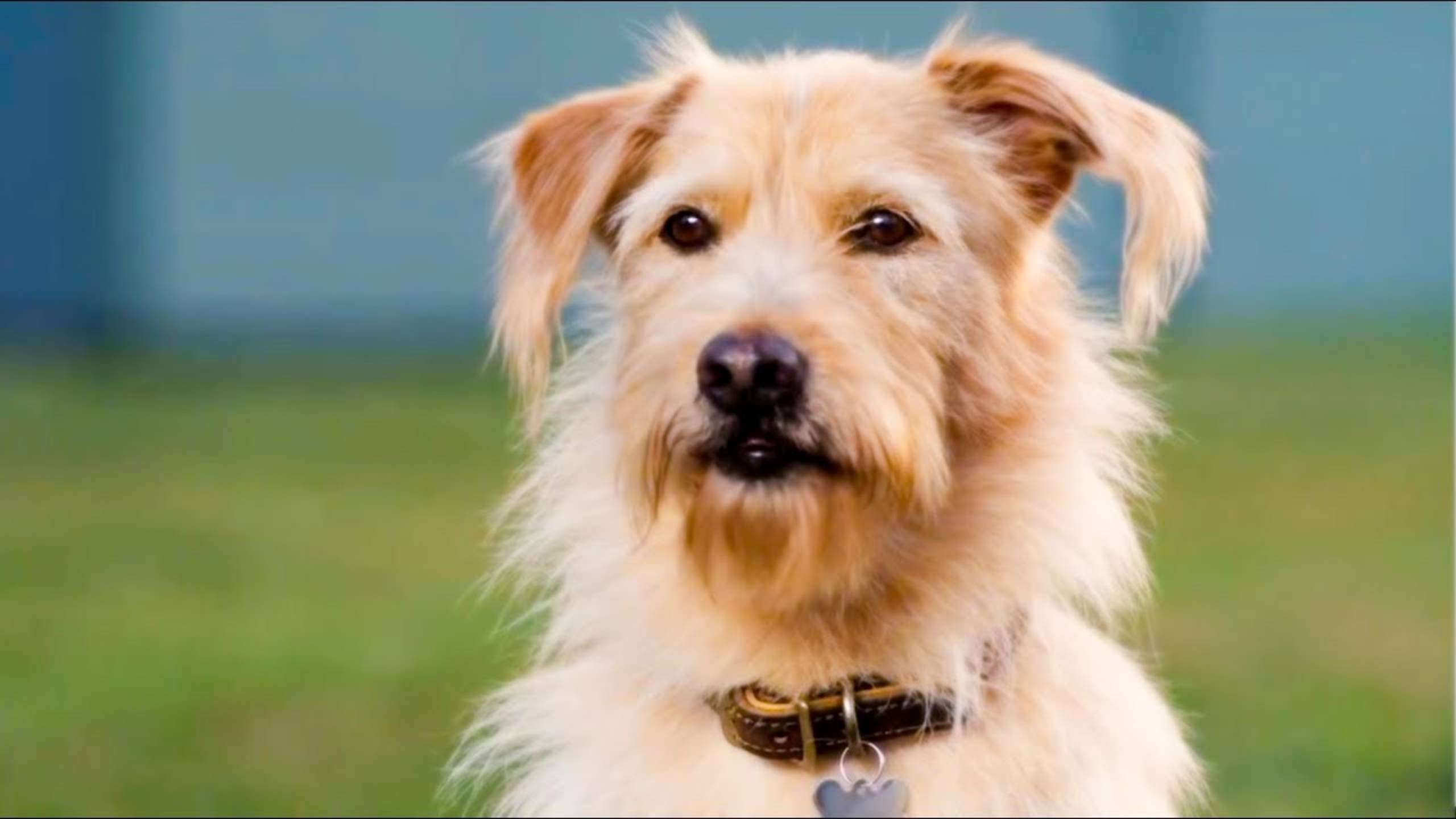 Музыкальные клипы про собак, детские песни одним видео! / Раз собака, Ты собака моя, Один дома и др. смотреть онлайн