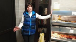 Рентабельность бройлеров Кобб 500 Расходы и рассказ о выращивании. Девятый день от вылупа.