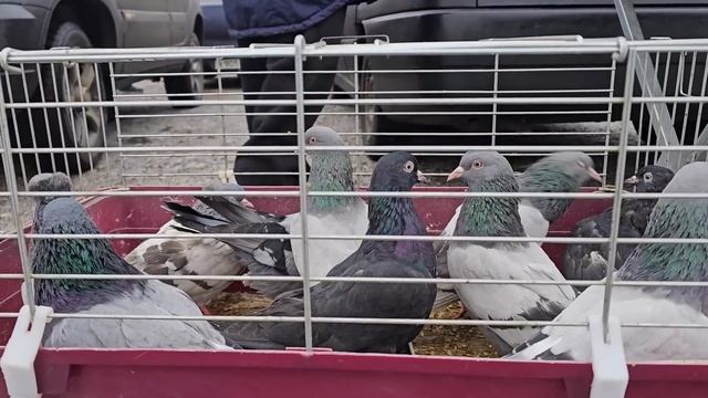 Голуби цены Птичий рынок г Пятигорск смотреть онлайн