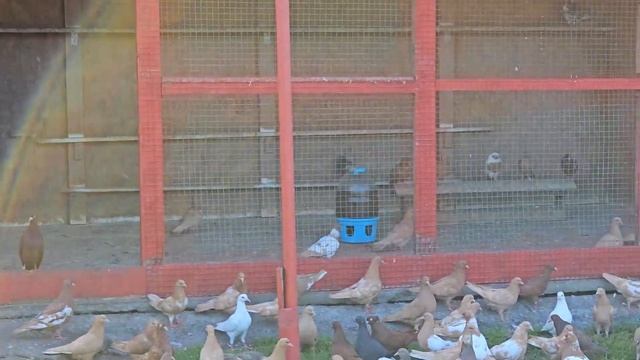 Голуби для соседа 30 штук 500м смотреть онлайн