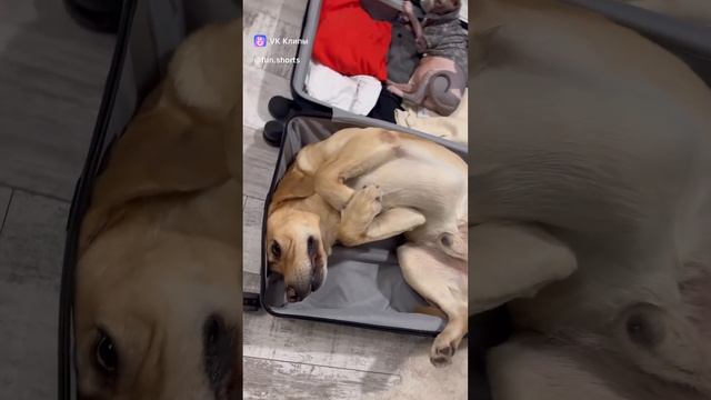 vkclips_20241222030859 смотреть онлайн