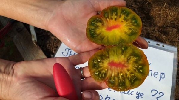 Обзор томатов из Проекта Гном Томатный(Dwarf Tomato Project) в теплице. Сезон 2022. Седьмое августа.