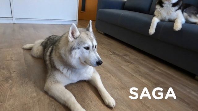 Husky Wants To Eat Sour Lime! My Dogs Reacts to Trying Lime! смотреть онлайн