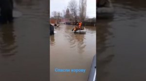 спасли корову. потоп в Орске