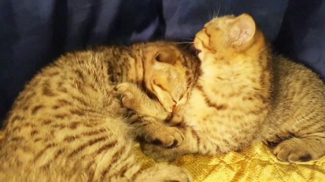 Котята пятно на золоте смотреть онлайн