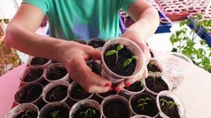 #3 Продолжаем сеять томаты и другие овощи. Уход за рассадой. Как мы сажаем и сохраняем лук-порей.