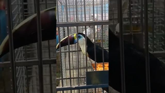 TOCO TOUCAN BIRD.If you like it then please subscribe to my channel for full vlog👇#birdslover#birds смотреть онлайн