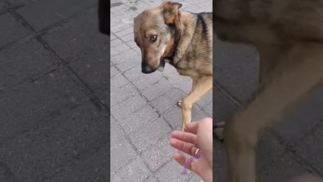 Как познакомиться с Собакой 🐕 How to meet a Dog 😁 #dog #funnydog смотреть онлайн