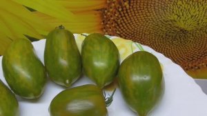 На этого Гнома стоит обратить внимание! Томатный Гном Дерзкая Мери №852. Обзор  кустов и плодов.