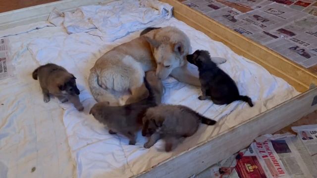 Белку хорошо бы помыть, но как это сделать? смотреть онлайн