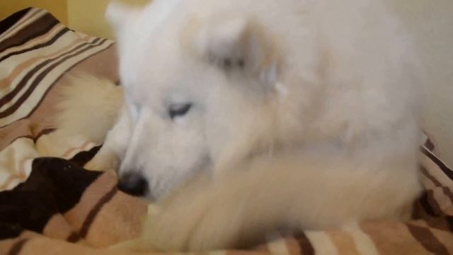 Самоед-капустоед:) смотреть онлайн