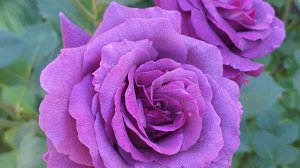 ТВАЙЛАЙТ ЗОУН и ПАРФЭ ДЕ РЕВ, розы темные, розы душистые... Летняя съемка