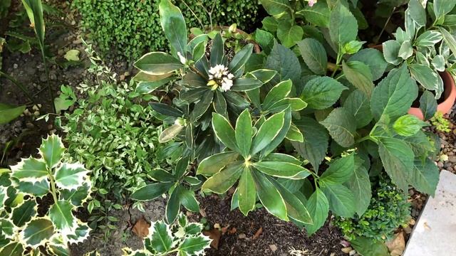 ОБЗОР ХОСТ В МОЁМ САДУ. 8 июня 2024. смотреть онлайн