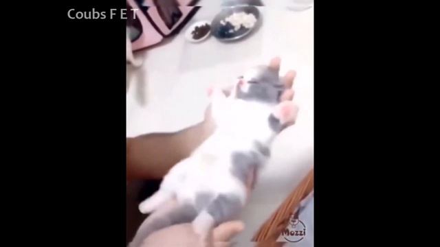 Милые и забавные животные | BEST ANIMAL COUB EVER №4 смотреть онлайн