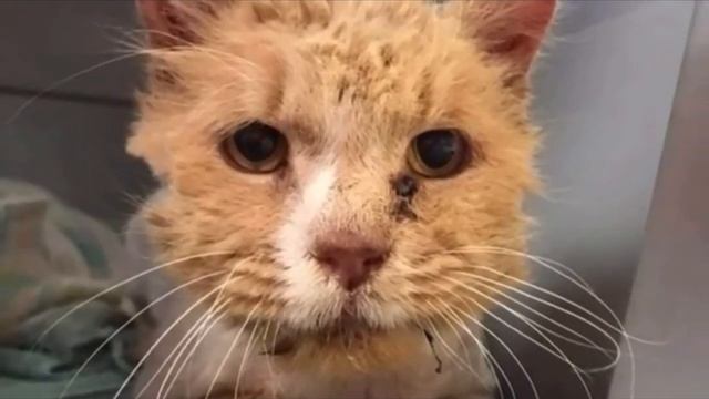 Его нашли замученным и печальным… Но уже через месяц кот не узнал сам себя, невероятное преображени смотреть онлайн