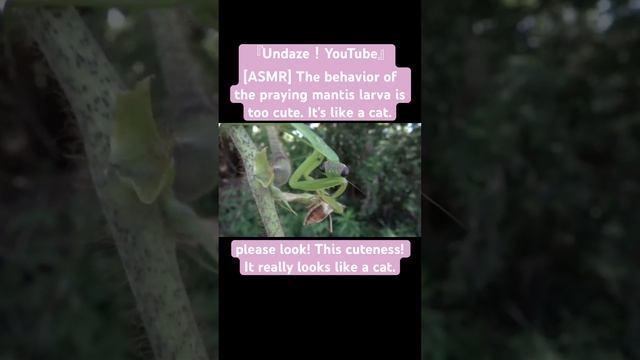 [ASMR] The behavior of the praying mantis larva is too cute. It's like a cat. #bug #asmr #insect смотреть онлайн