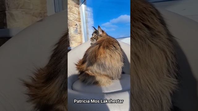 Patricia Mos Lakshestar мейн кун кошка 9 месяцев 24 дня. смотреть онлайн