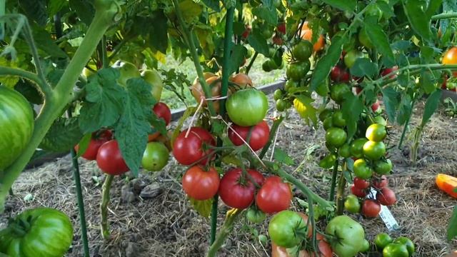 Обзор томатов Гномов в открытом грунте (часть 4). Сезон 2023. смотреть онлайн