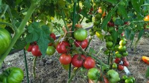 Обзор томатов Гномов в открытом грунте (часть 4). Сезон 2023.