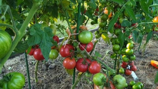 Обзор томатов Гномов в открытом грунте (часть 4). Сезон 2023.