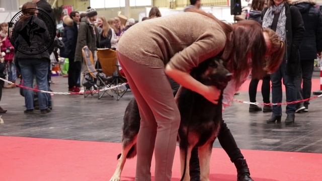 Hundeausstellung Hannover 5.02.2017 Ring 2 смотреть онлайн