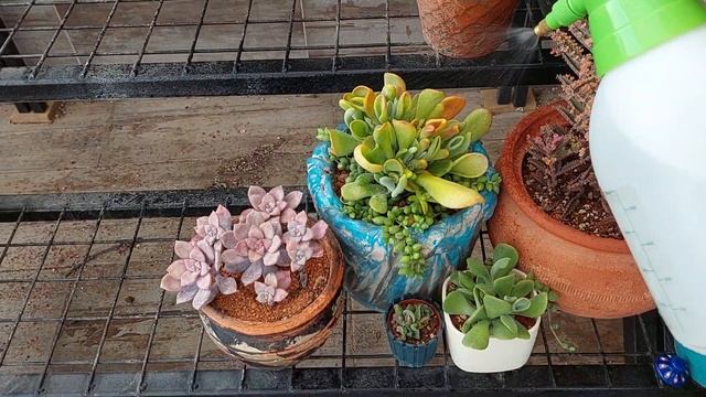 Mantar Külleme, Unlu Bit İçin Aldığım İlaçlar, İlaç Pompası Fiyatları, Tüm Detaylar, Nasıl Kullandı