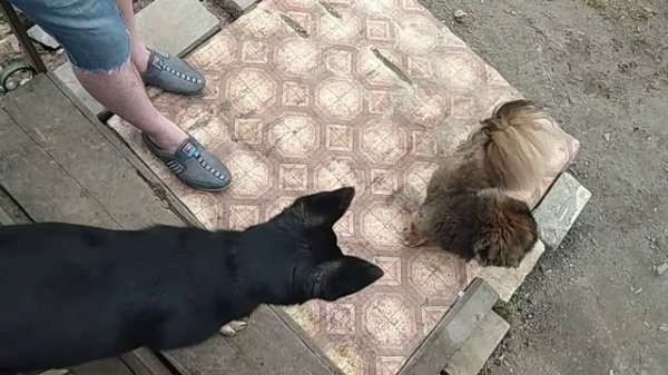 Собаки ласкают друг друга