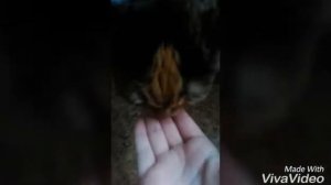 Как научить кота давать лапу