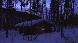 Лиса-воровка на путиках. Живу в избушках, передвигаюсь на проходимце.