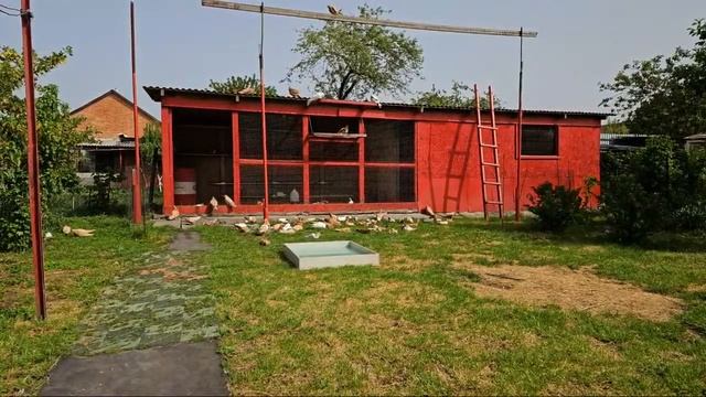 Голуби субботний стрим смотреть онлайн