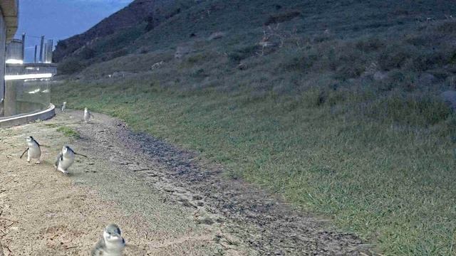 Live Penguin TV - Launch Night Tuesday 25th August смотреть онлайн