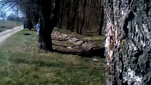 Березовый сок! Birch Sap ! Березовий сік смотреть онлайн