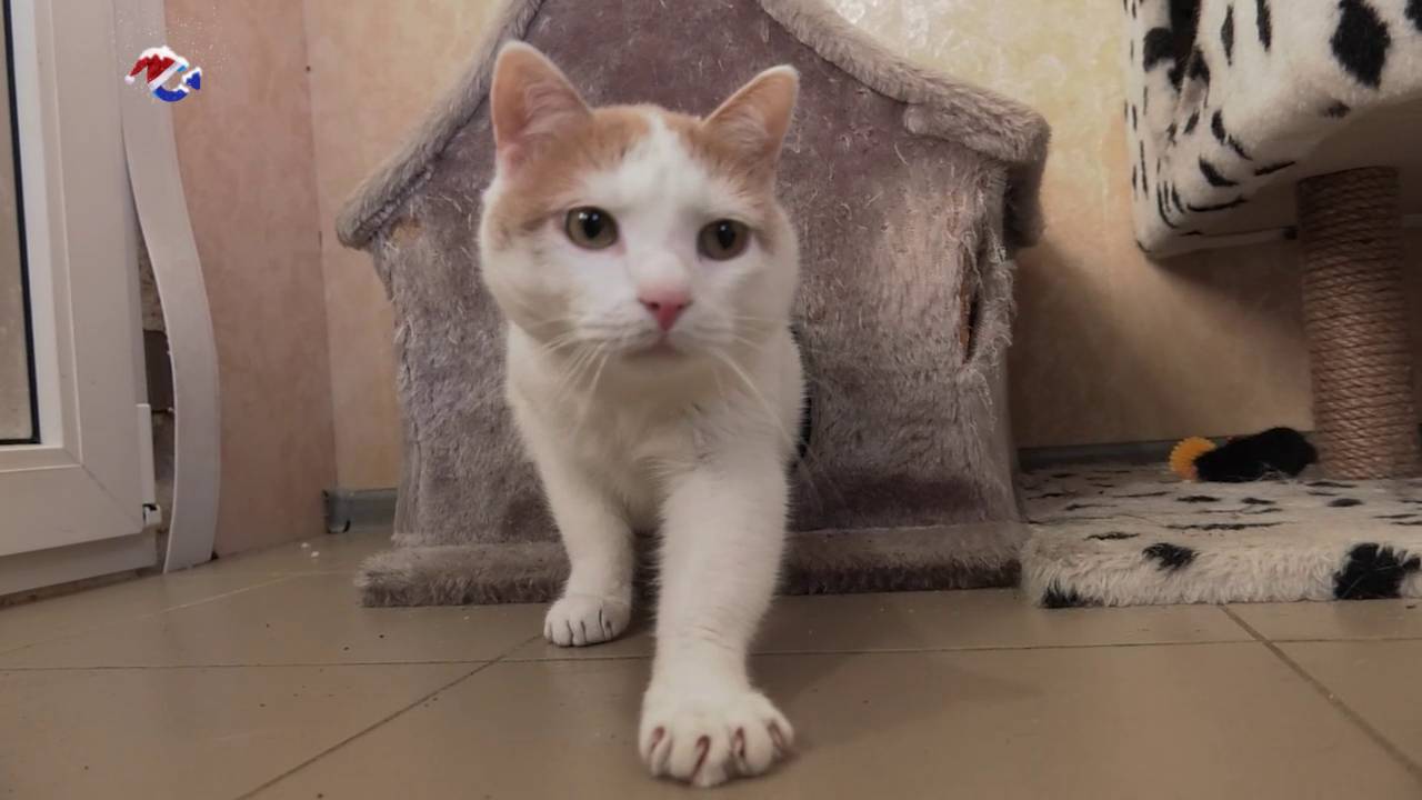 Сампо ТВ 360°