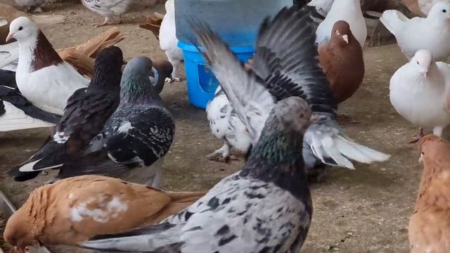 Голуби новички и дезинфекция Newbie Pigeons And Disinfection