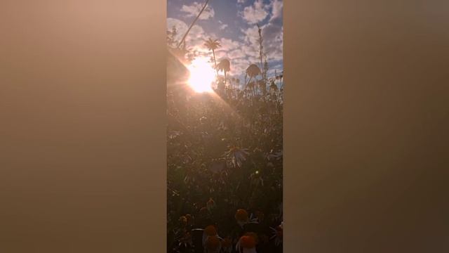 Летние дни смотреть онлайн